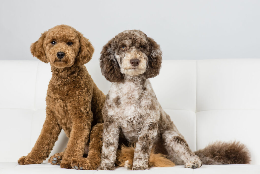 Local Dog Therapy